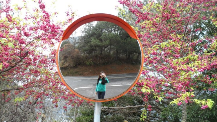 Cherry blossoms along the way.