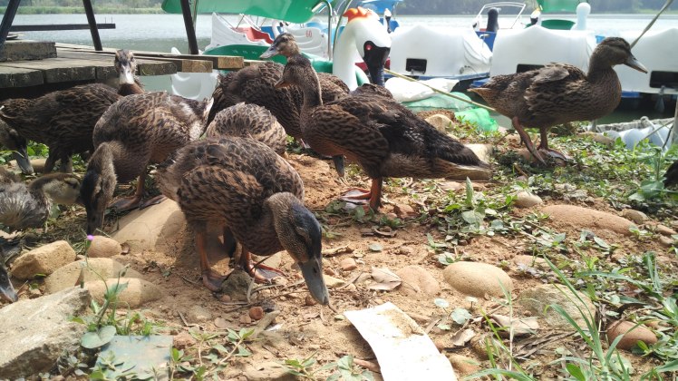 IMG_20151004_130945[1]