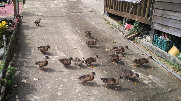 IMG_20151004_131027[1]