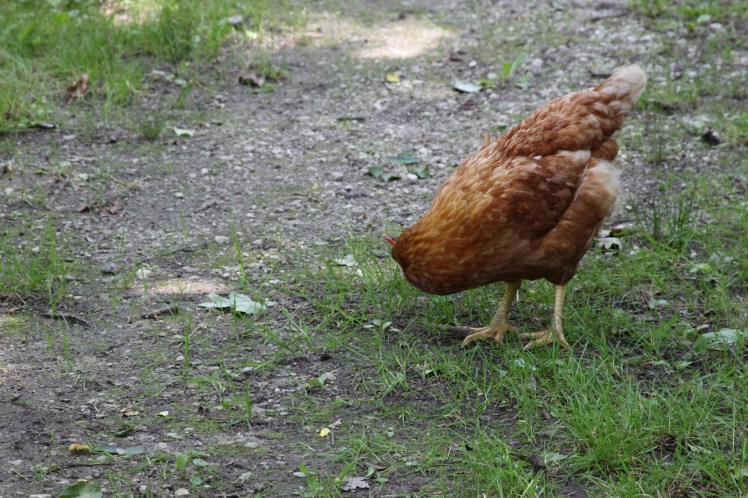 headless chicken